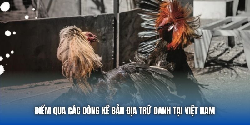 Điểm qua các dòng kê bản địa trứ danh tại Việt Nam 